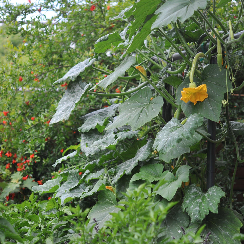 Freyr garden trellis Seattle Urban Farm