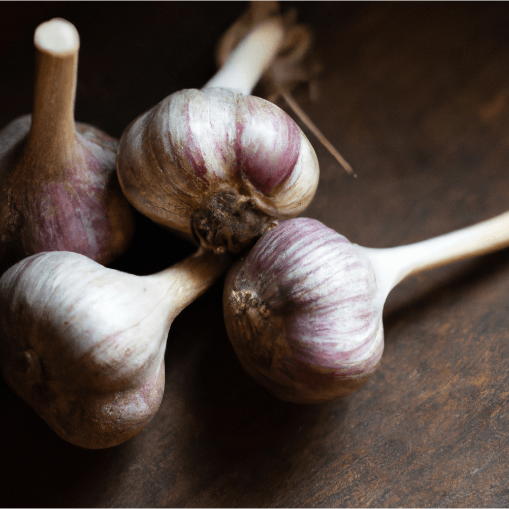 Organic Garlic, Red Chesnok (lb)