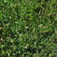 Clover close-up for Peaceful Valley Clover Reseeding Mix