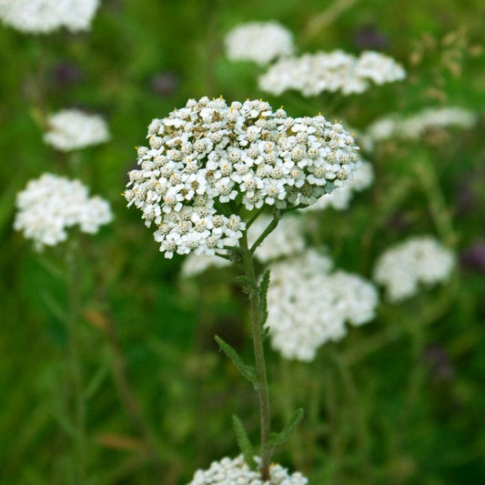 Organic Yarrow (1 gallon)