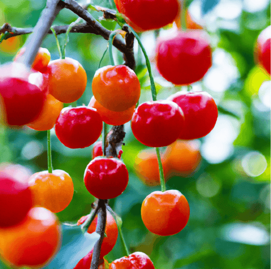 Coral Champagne Cherry Tree (Potted) Grow Organic