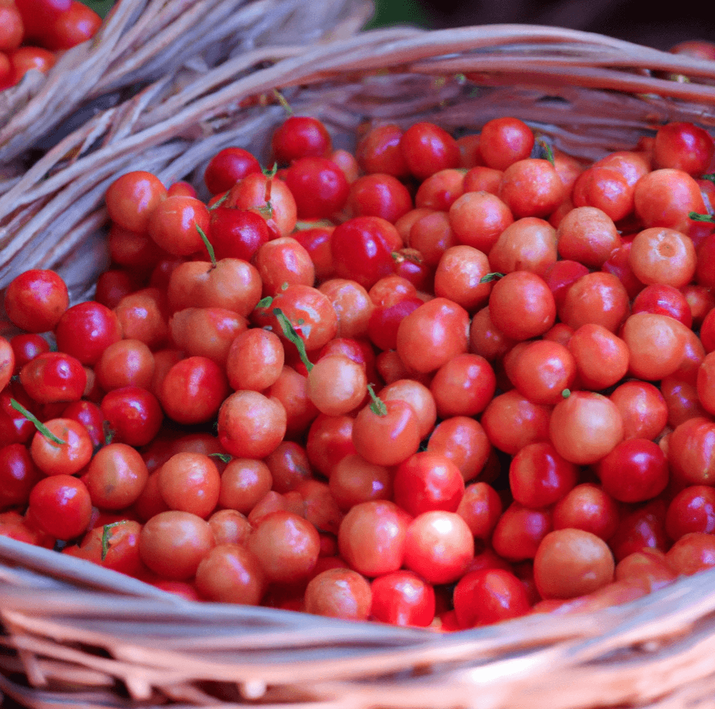 Coral Champagne Cherry Tree (Potted)