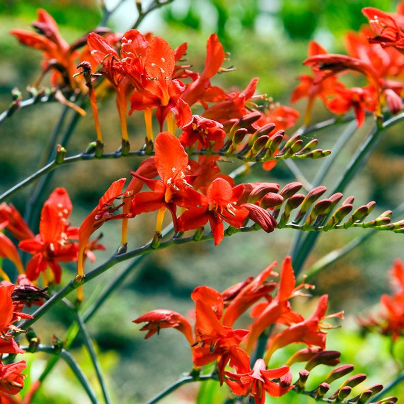 Crocosmia Lucifer (Pack of 5) - Grow Organic Crocosmia Lucifer (Pack of 5) Flower Bulbs