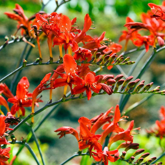 Crocosmia Lucifer (Pack of 5) - Grow Organic Crocosmia Lucifer (Pack of 5) Flower Bulbs