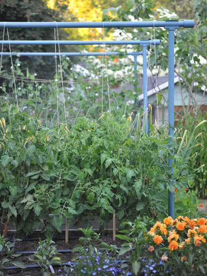 Freyr Trellis Dusty blue Seattle Urban Farm
