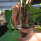 Compostable Trellis Clips - 100 Clip Bag