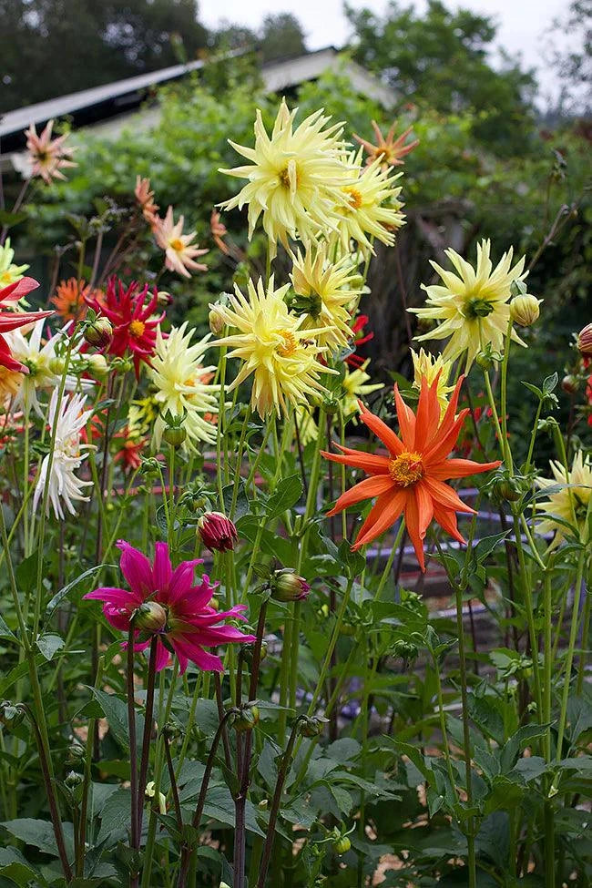 blue fireball dahlia seeds 'Summer Fireworks' Pollinator Dahlias
