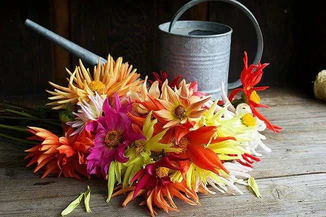 blue fireball dahlia seeds 'Summer Fireworks' Pollinator Dahlias