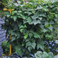 Freyr garden trellis Seattle Urban Farm