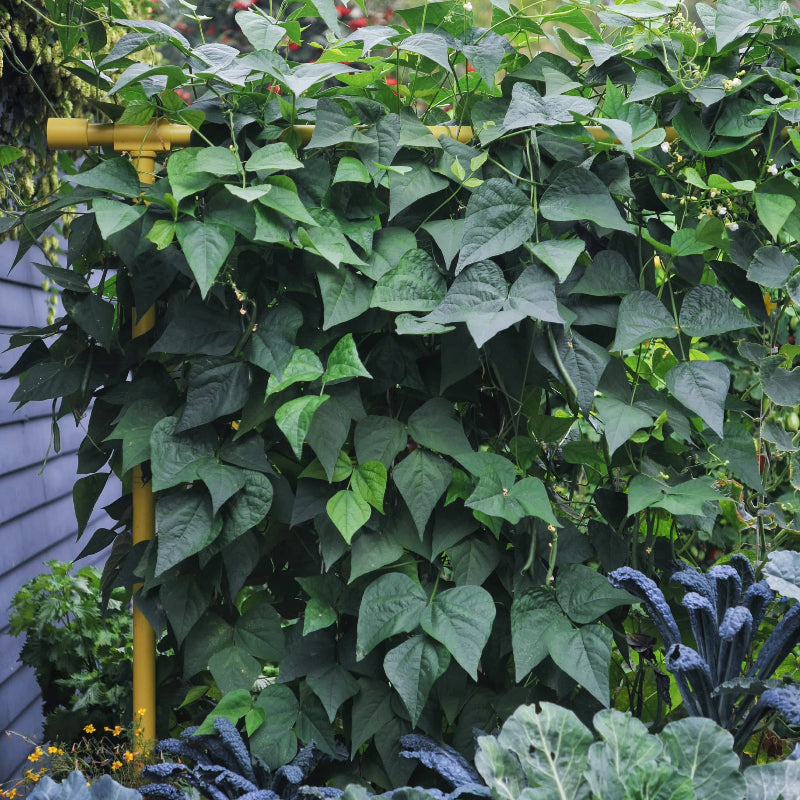 Freyr garden trellis Seattle Urban Farm