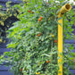 Freyr garden trellis Seattle Urban Farm