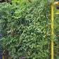 Freyr garden trellis Seattle Urban Farm