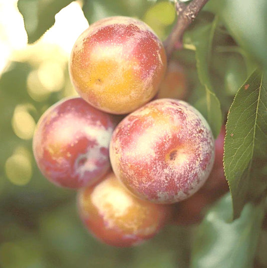 Dapple Supreme Pluot Tree Grow Organic