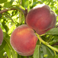 Low Chill Requirement Peaches, 3 on 1 Multi Grafted Fruit Tree Grow Organic