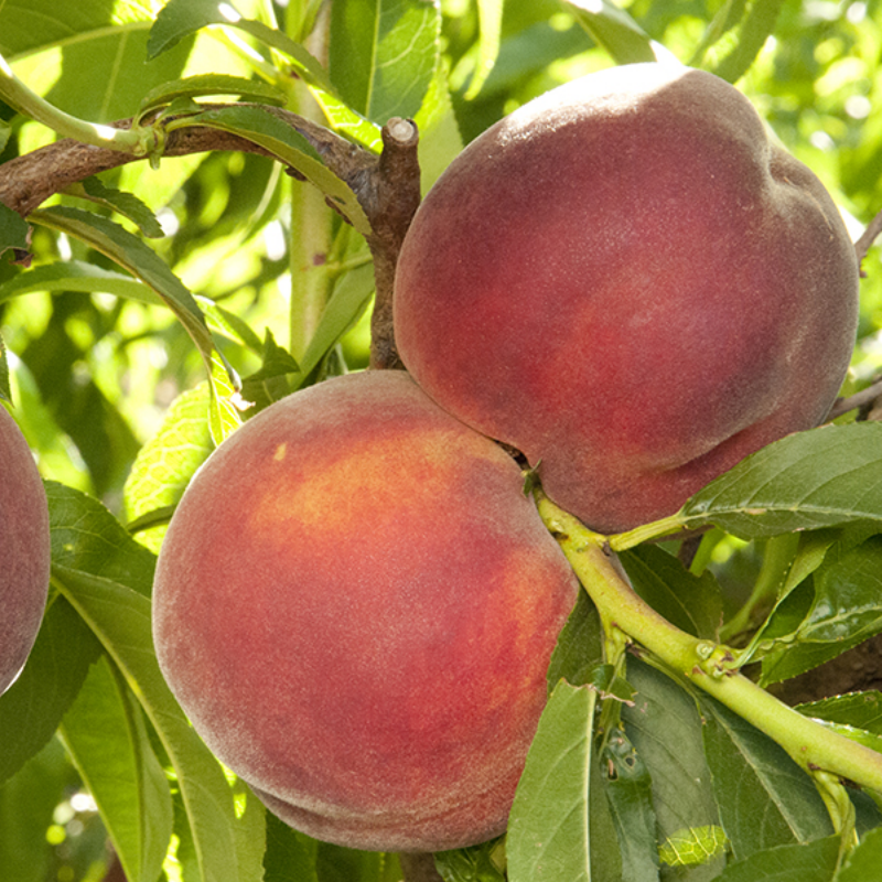 Low Chill Requirement Peaches, 3 on 1 Multi Grafted Fruit Tree Grow Organic