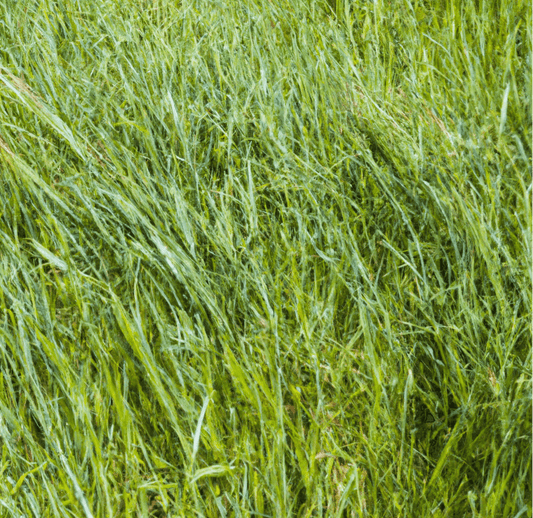 Peaceful Valley Dryland Grass Hay Mix (lb)