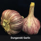 Full of Flavor Curated Garlic Pack 2023