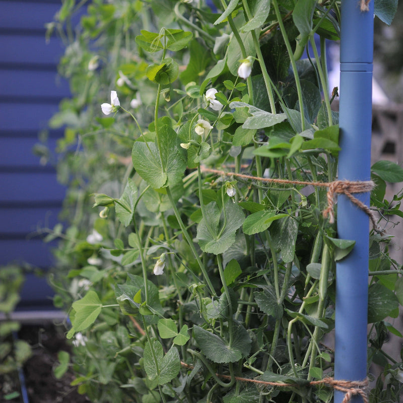 Freyr garden trellis Seattle Urban Farm