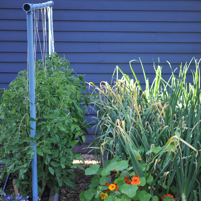 Freyr garden trellis Seattle Urban Farm