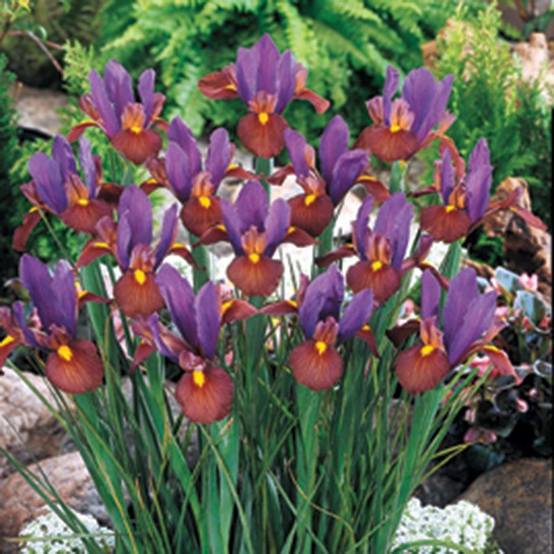 "Eye of the Tiger" Dutch Iris Bulbs (Pack of 12) Flower Bulbs