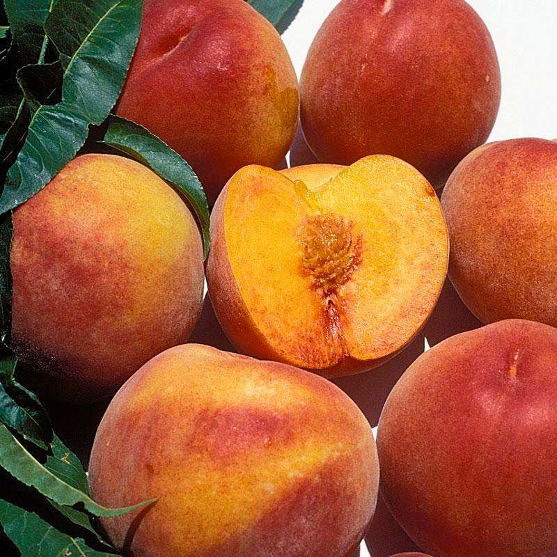 Low Chill Requirement Peaches, 3 on 1 Multi Grafted Fruit Tree Grow Organic