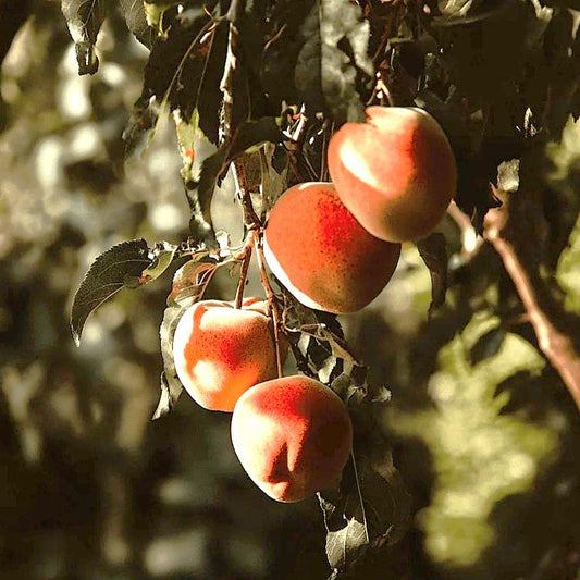 Eva's Pride Peach Tree Grow Organic