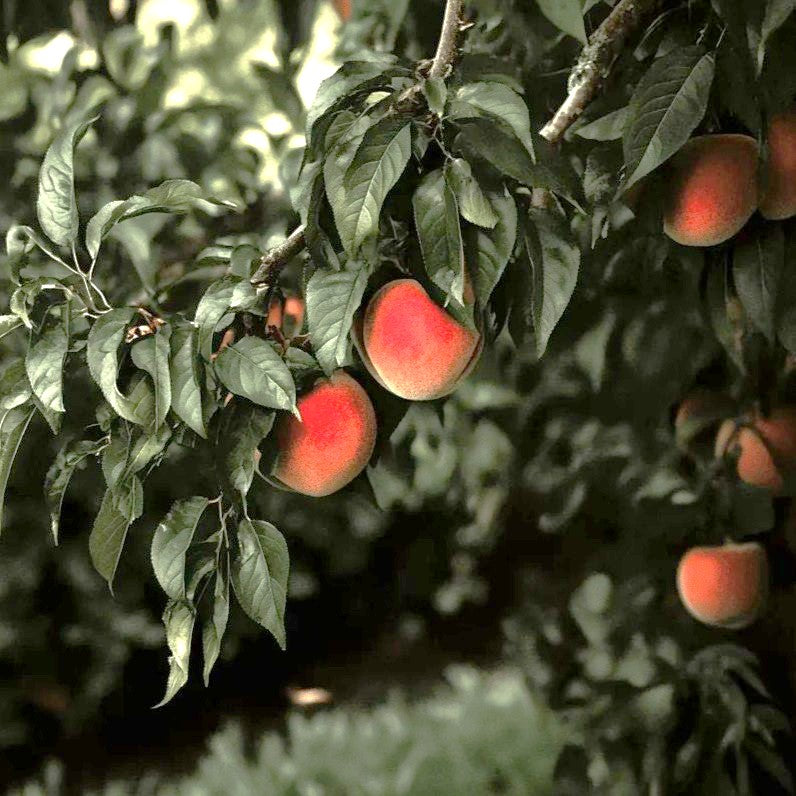 Eva's Pride Peach Tree Grow Organic