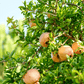 Eversweet Pomegranate Tree - Grow Organic