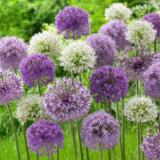 Wild About Allium Blend (Pack of 8) Netherland Bulb Company