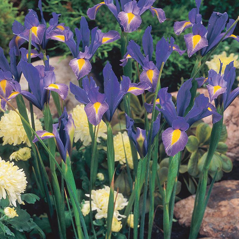 Sapphire Beauty Dutch Iris Bulbs (Pack of 20) Grow Organic