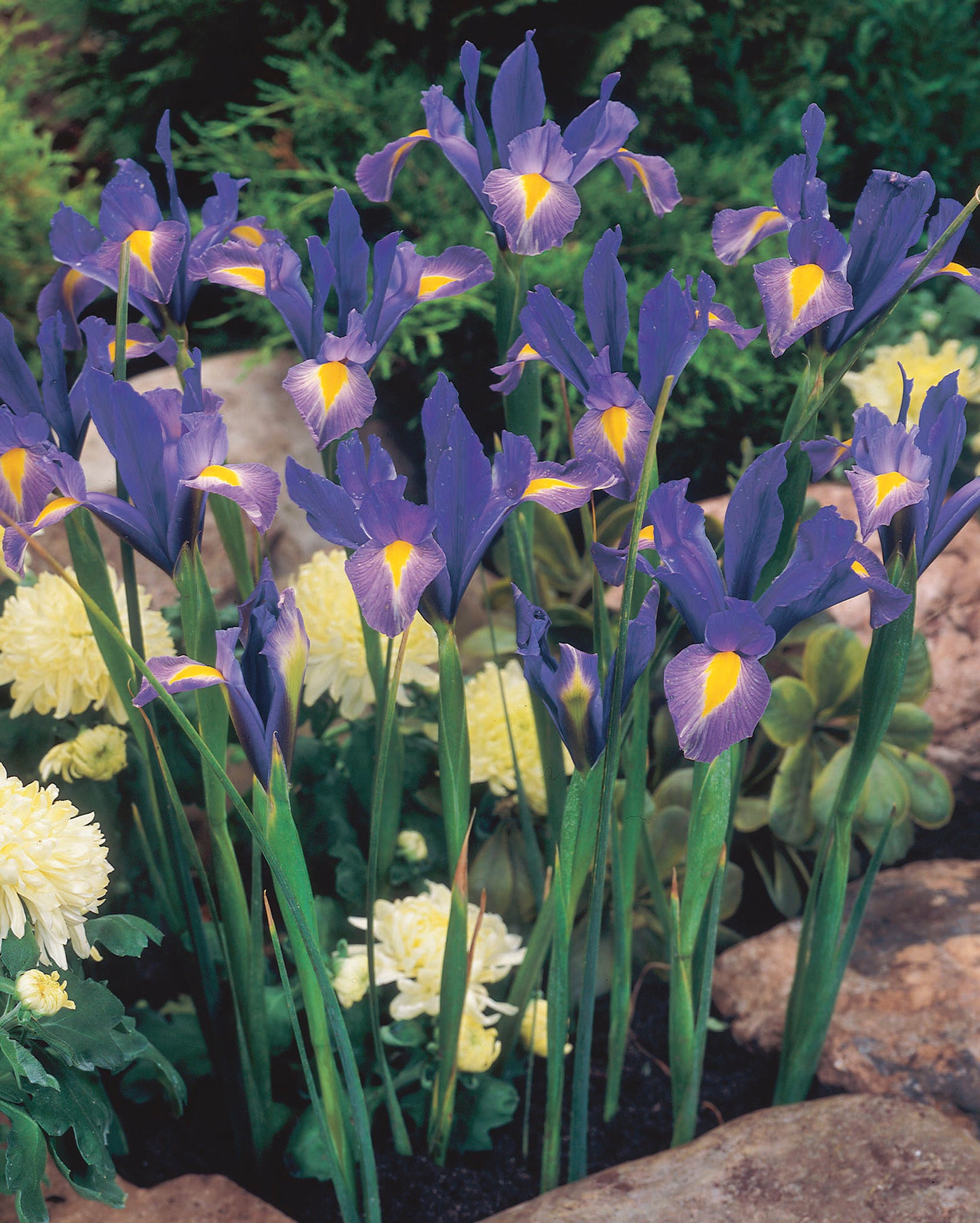 Sapphire Beauty Dutch Iris Bulbs (Pack of 20)