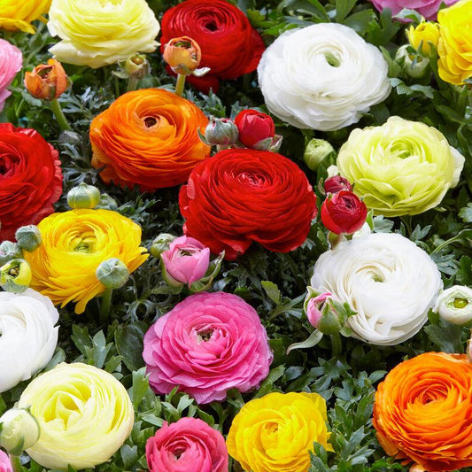 Ranunculus Bulb Mix (Pack of 10) Netherland Bulb Company