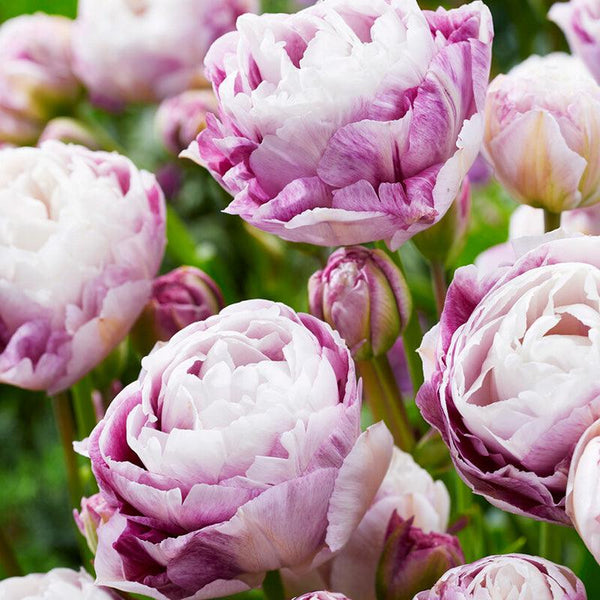 5 Tulipa Double Late Peony 'Ice Wonder' Bulbs - White Frilled Tulips With Pink Base, Spring Blooming, Perfect For UK Gardens