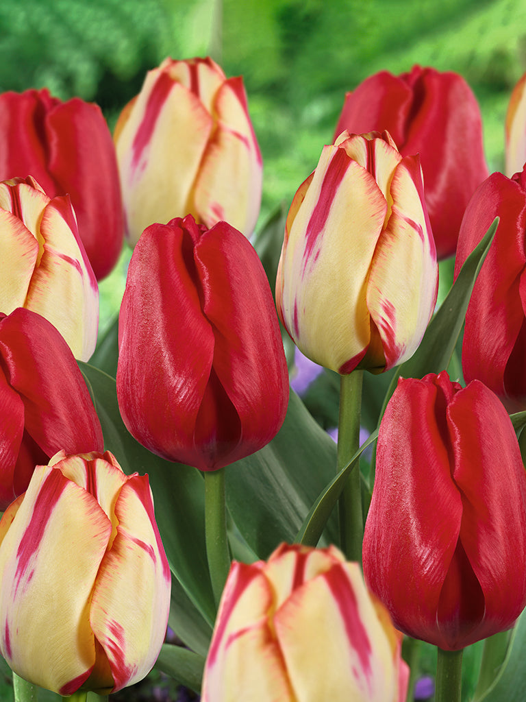 Spring Break Tulip Bulb Blend (Pack of 18)