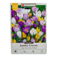 Large Flowering Crocus Bulb Mix (Pack of 20) - Grow Organic