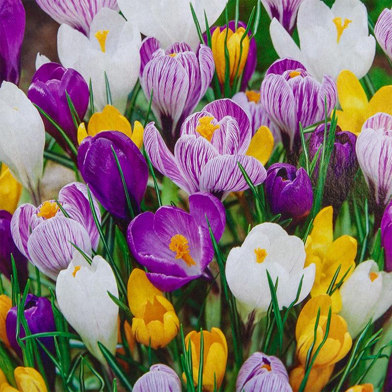 Large Flowering Crocus Bulb Mix (Pack of 20) - Grow Organic