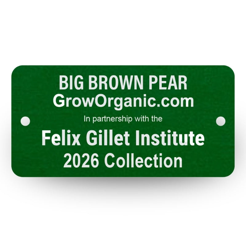 Big Brown Pear Tree Felix Gillet Institute
