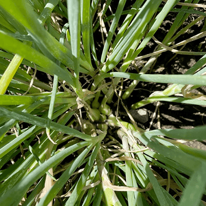 Organic Egyptian Walking Onion Grow Organic
