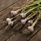 Conventional Jachlo Garlic (lb) August's Harvest