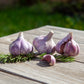 Organic Red Chesnok Garlic (lb) Grow Organic