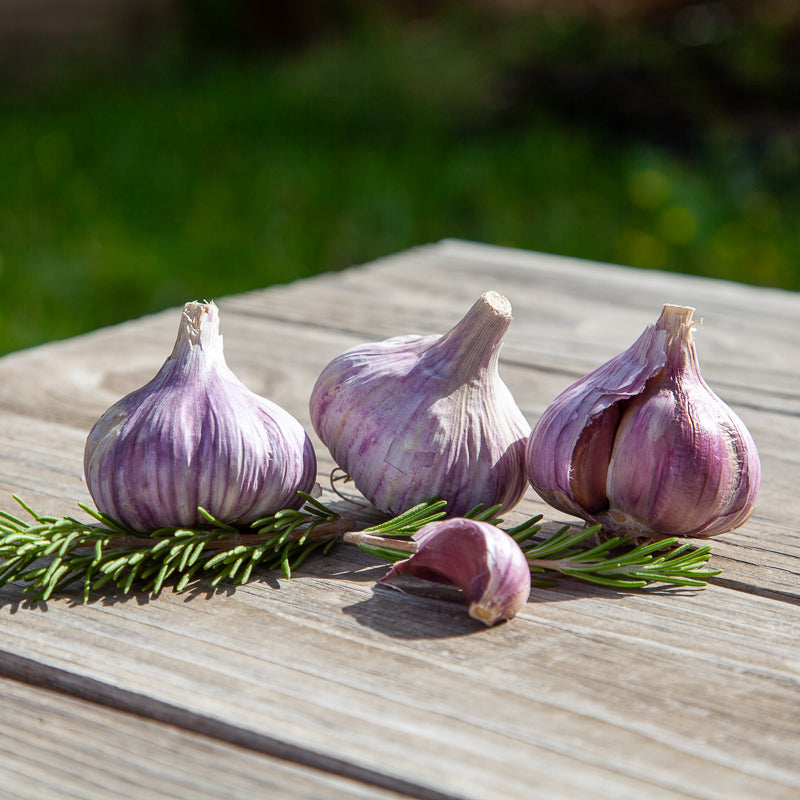 Organic Red Chesnok Garlic (lb) Grow Organic
