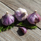 Organic Red Chesnok Garlic (lb) Grow Organic
