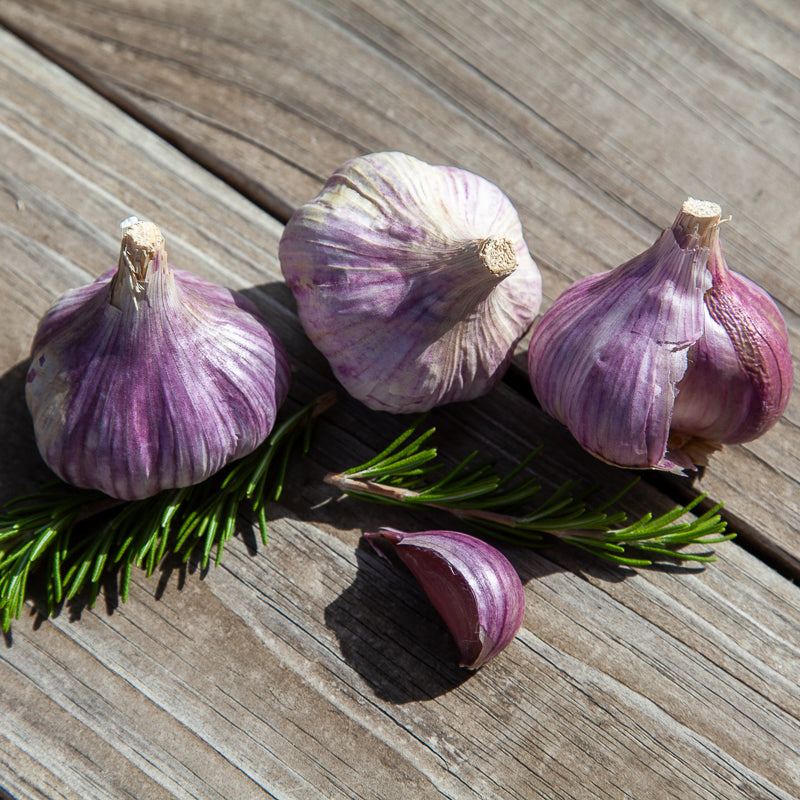 Organic Red Chesnok Garlic (lb) Grow Organic