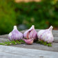 Organic Red Chesnok Garlic (lb) Grow Organic