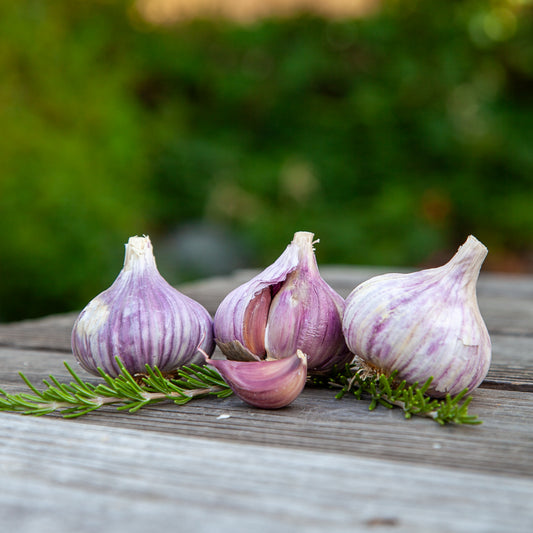 Organic Red Chesnok Garlic (lb) Grow Organic