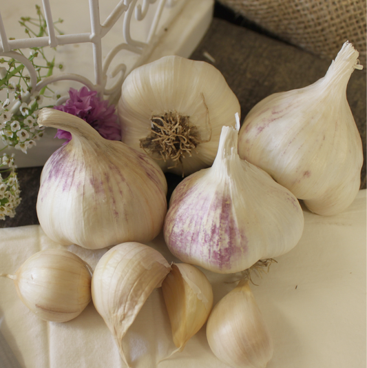 Organic Garlic, Early Purple Italian (lb)