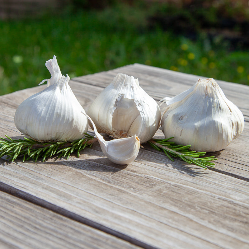 Organic Early Purple Italian Garlic (lb) Grow Organic