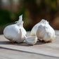 Organic Early Purple Italian Garlic (lb) Grow Organic