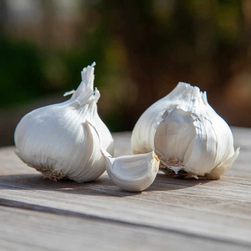 Organic Early Purple Italian Garlic (lb) Grow Organic