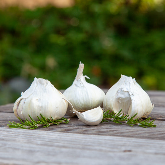 Organic Early Purple Italian Garlic (lb) Grow Organic